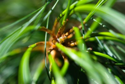 Pinus strobus 'Contorta' - borovice hedvábná, vejmutovka - pupen